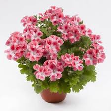 Royal pelargonium